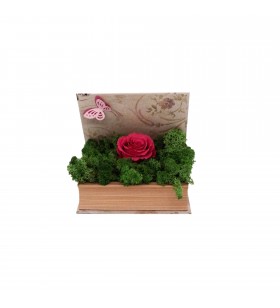 Aranjament cutie cu trandafir criogenat pe pat de licheni, rosu-verde, Crioflora, 2028