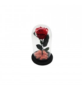 Cupola cu trandafir criogenat rosu, pat licheni, Crioflora, 22/12cm