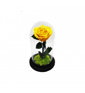 Cupola cu trandafir criogenat galben, Crioflora, 22/12cm