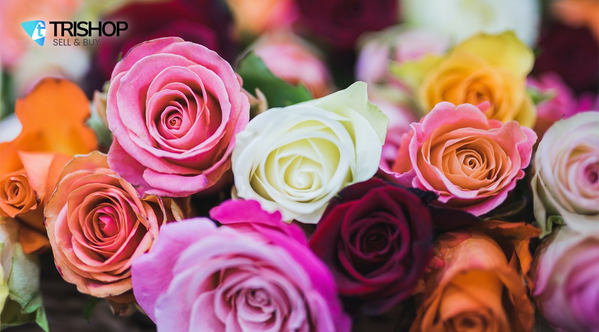 Care este semnificatia culorilor trandafirilor?